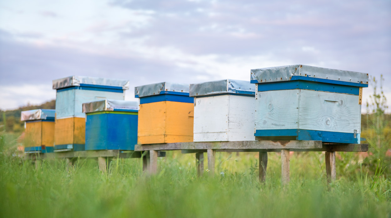 Wildlife Conservation and Human–Wildlife Coexistence