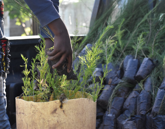 Tree Planting Seedlings